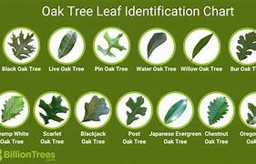 Image result for White Oak Tree Leaf