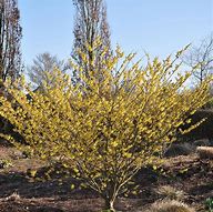 Image result for Hamamelis Intermedia