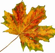 Image result for Fall Leaf CutOut