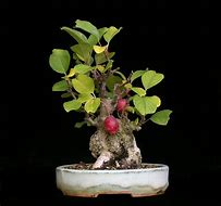 Image result for Marble Bonsai Tree