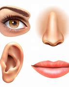 Image result for Eyes Nose Lips Body Part