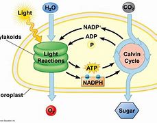 Image result for Light Reaction of Photosynthesis Detailed Diagram