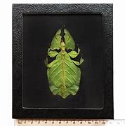 Image result for Leaf Insect Indonesia