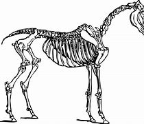 Image result for animal skeleton drawing