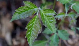 Image result for Poison Ivy Medication