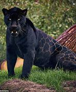 Image result for Black and White Jaguar Cubs