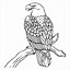 Image result for Baby Bald Eagle Coloring Page