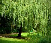 Image result for Blue Weeping Willow Tree