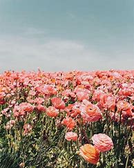 Image result for Summer Flowers Wallpaper Aesthetic