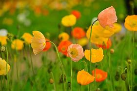 Image result for Orange Iceland Poppies