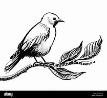 Image result for Bird On Branch Drawing