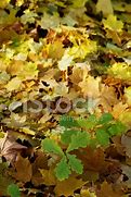 Image result for Oak Tree Sprout