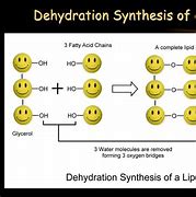 Image result for Dehydration Synthesis with Lipids