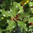 Image result for Common Trees in North Dakota