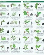 Image result for Identifying Trees in North Carolina