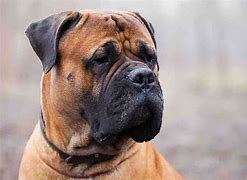 Image result for English Mastiff