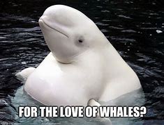 Image result for Funny Whale Memes