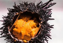 Image result for Sea Urchin Roe