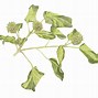 Image result for Vine Leaves Drawing