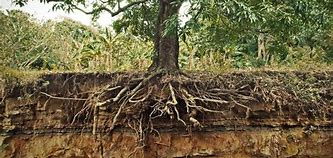 Image result for Mesquite Tree Root System