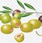 Image result for Watercolor Olive Branch Clip Art