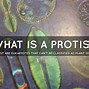 Image result for Protist Plant