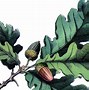 Image result for Oak Leaf Acorn