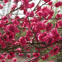 Image result for Prunus Caroliniana Hedge