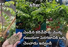 Image result for Arrow Leaf Plant Care