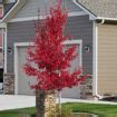 Image result for Red Maple Native Range