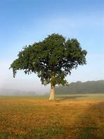 Image result for Oak Tree Seedlings