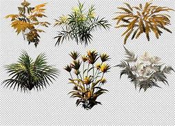 Image result for Plant Alpha Texture