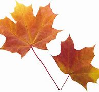 Image result for Autumn Leaf Transparent