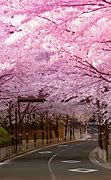 Image result for Cherry Blossom Road Japan