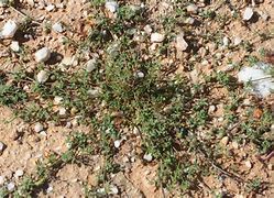 Image result for Medicago Laciniata