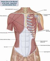 Image result for Rib Cage and Pelvis