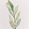 Image result for Watercolor Olive Branch Clip Art