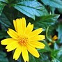 Image result for White and Yellow Flowers