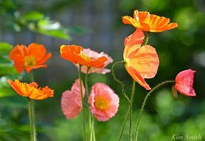 Image result for Iceland Poppies Window Box