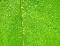 Image result for Tree Leaf Alpha Texture