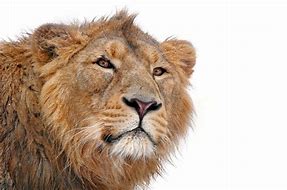 Image result for Lion Head White Background