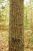 Image result for Aspen Tree Bark Types