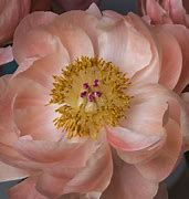 Image result for Peony Bloom