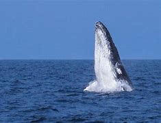 Image result for Humpback Whale Baby Caught On Buoy