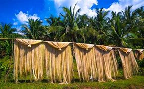 Image result for Filipino Abaca