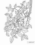 Image result for Coloring Page of Branch