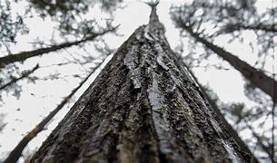 Image result for American Chestnut Oak Tree Large