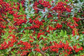 Image result for Evergreen Wintercreeper Shrub with Red Berries