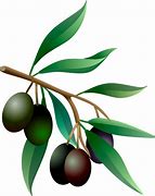 Image result for Olive Branch Graphic Clip Art