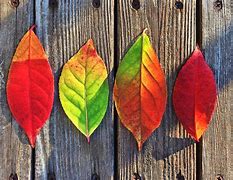 Image result for Fall Leaves Neutral Wallpaper